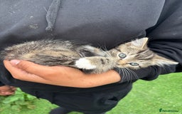 Mixed Breed cats for sale: 3 cute kittens ready for new home - Image 10
