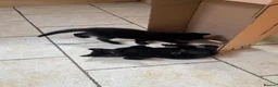 Mixed Breed cats for sale: All black kittens  in Wrexham - Advert 3