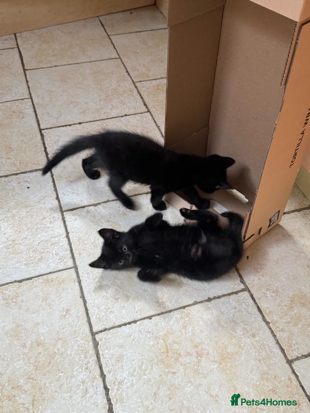 Mixed Breed cats for sale: All black kittens  in Wrexham - Advert 3