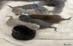 British Shorthair cats for sale: 🔥 BRITISH SHORTHAIR KITTENS BLUE BLACK LILAC CHOC - Image 16