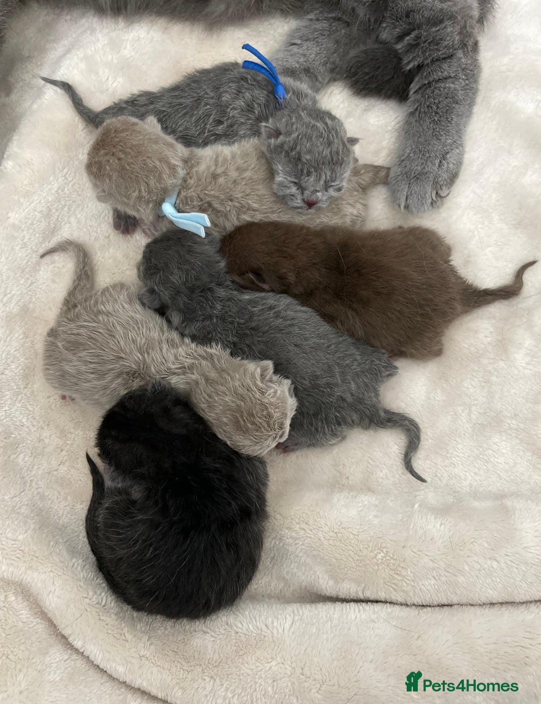 British Shorthair cats for sale: 🔥 BRITISH SHORTHAIR KITTENS BLUE BLACK LILAC CHOC - Image 16
