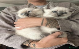 Ragdoll cats for sale: ⭐️BLUEPOINT RAGDOLL KITTEN ⭐️ - Image 3