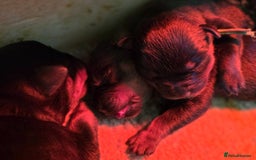 Rottweiler dogs for sale: 4 beautifull rottweiler - Image 5