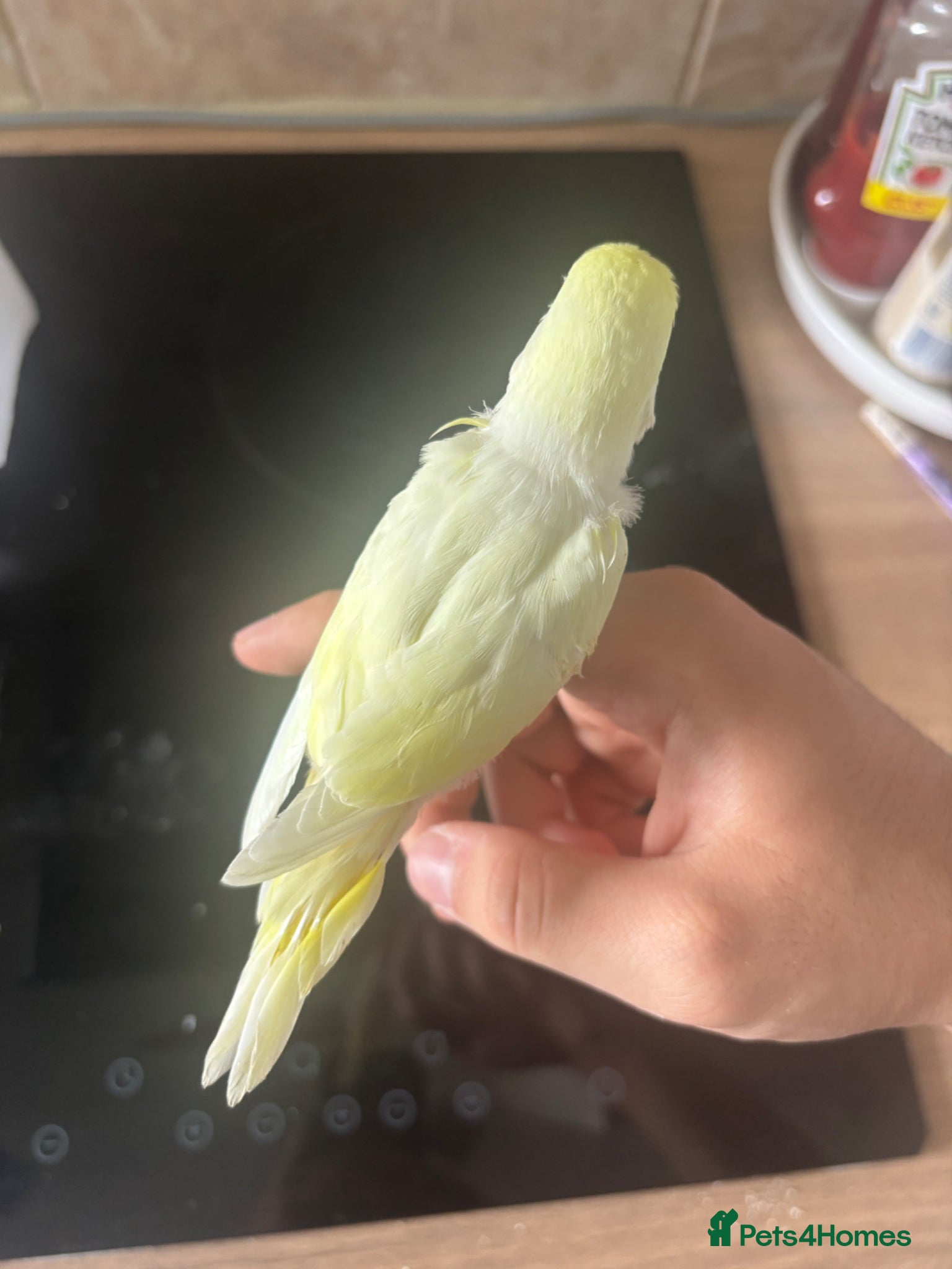 Budgerigars birds for sale: Budgerigar - Advert 4