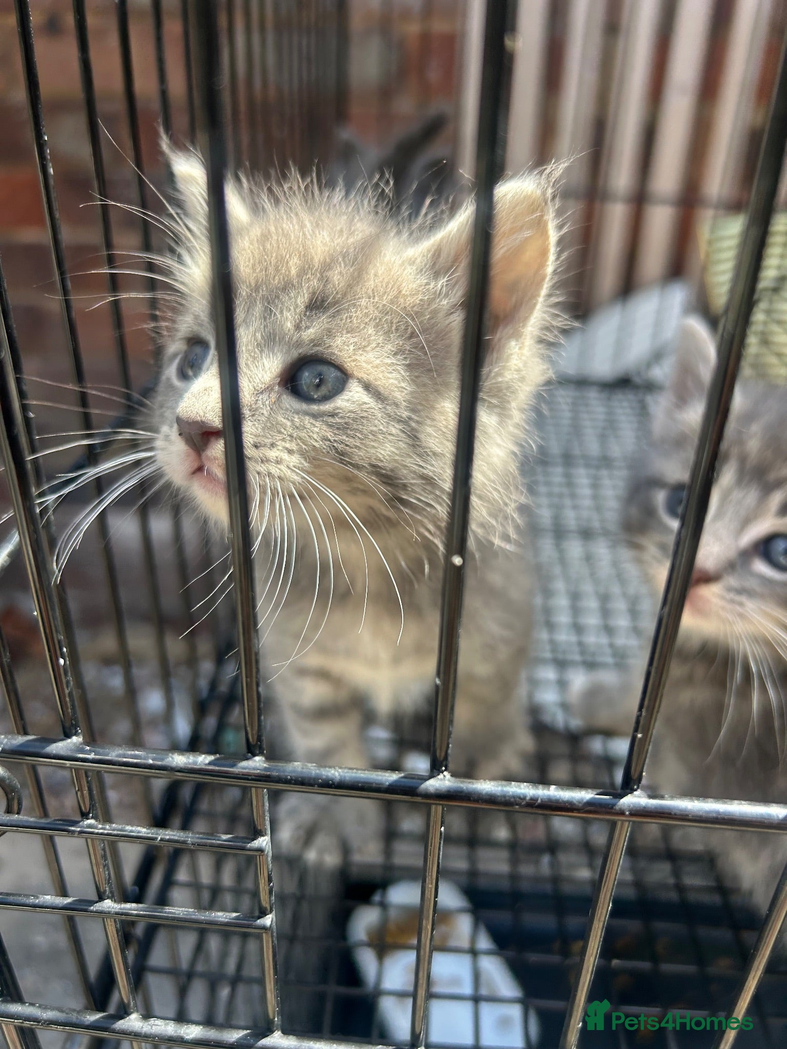 Maine Coon cats Mainecoon kittens READY NOW grey silvers  - Advert 14