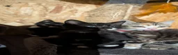 American Shorthair cats for sale: For sale 7 baby 🐈😺 in London - Advert 8