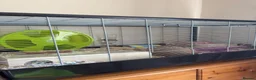 Hamster rodents for sale: 10 Month old Roborovski Dwarf Hamster  - Advert 6