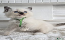 Ragdoll cats for sale: Irresistable Blue Mitted Ragdoll Kittens🙀😻🙀 - Image 15