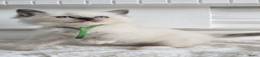 Ragdoll Kitten 2