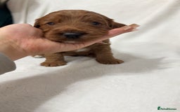 Cockapoo dogs for sale: Cockapoo puppies  - Image 9