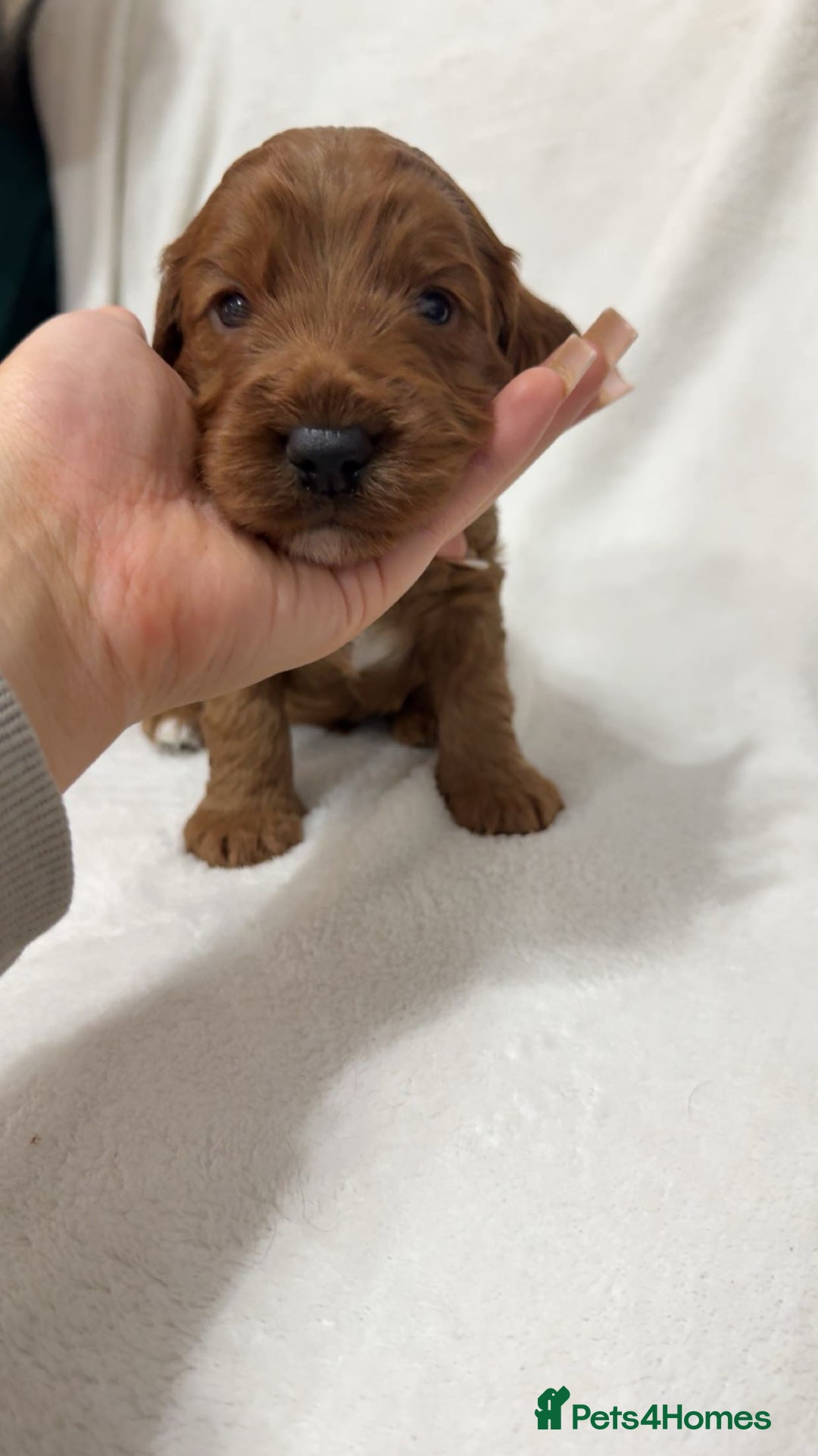 Cockapoo dogs for sale: Cockapoo puppies  - Image 9