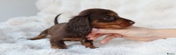 Miniature Dachshund dogs for sale: 4 male long hair miniature daschunds for sale - Advert 10