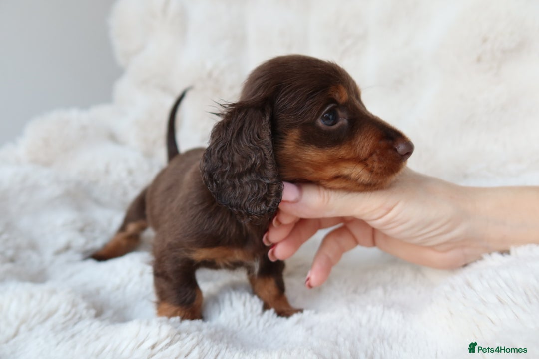 Miniature Dachshund dogs for sale: 4 male long hair miniature daschunds for sale - Advert 10
