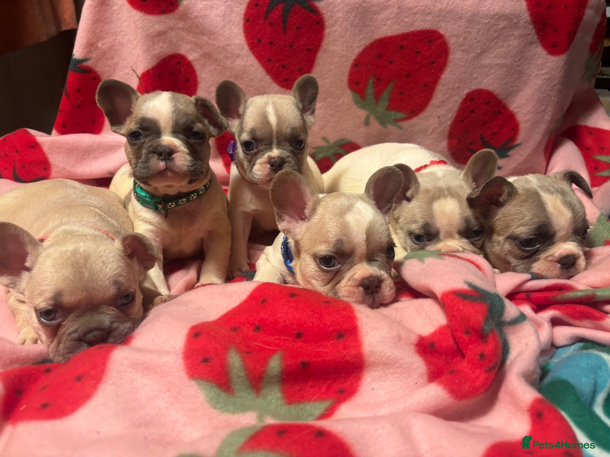 French Bulldog dogs KC French Bulldog puppies  - Advert 1