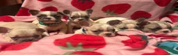 French Bulldog dogs for sale: KC French Bulldog puppies  - Advert 1