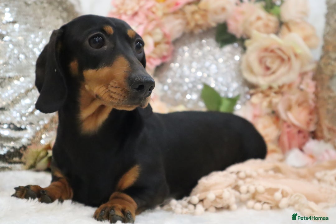 Miniature Dachshund dogs for sale: Miniature Dachshund Puppies - Image 12