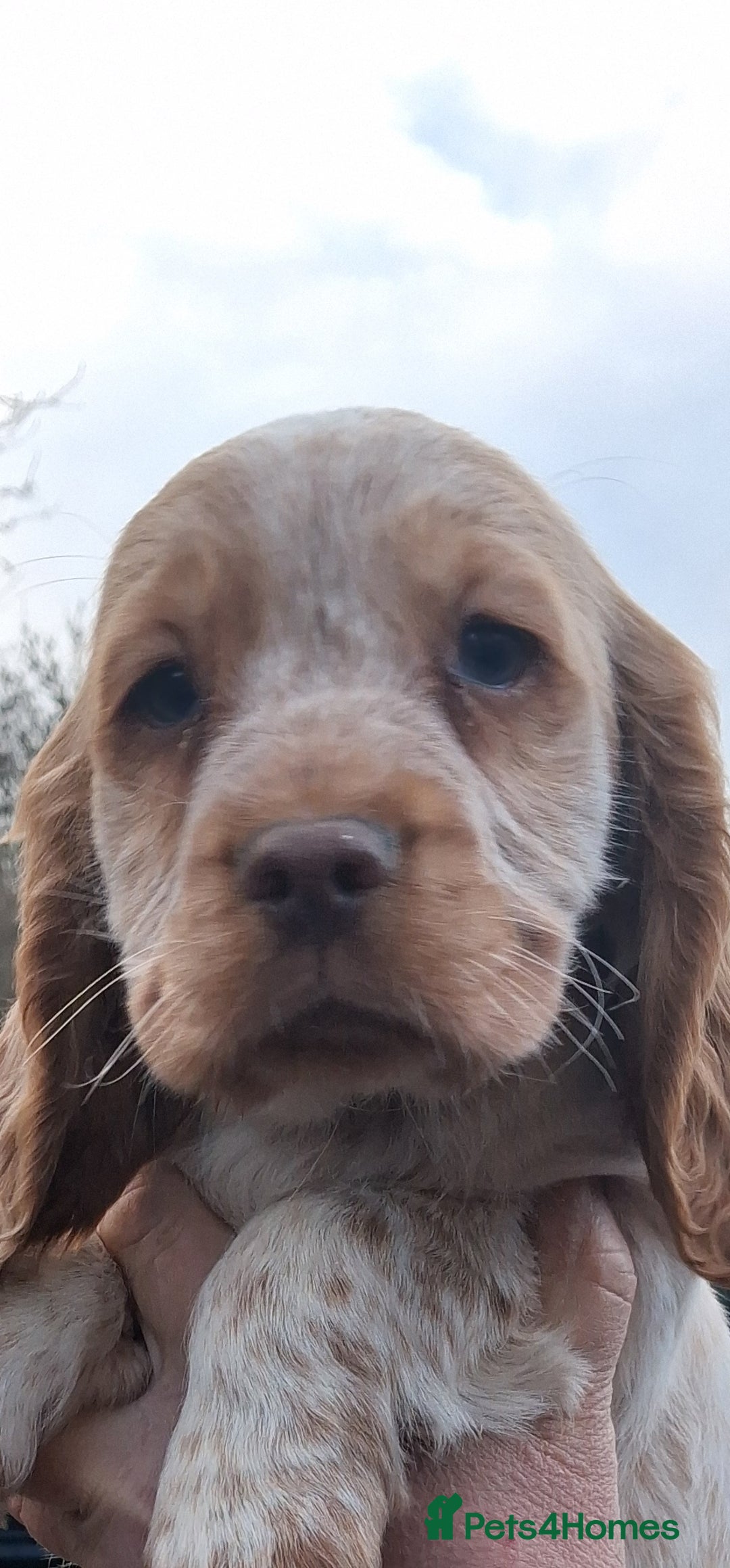 Sprocker dogs for sale: Sprocker pups for sale. - Advert 4