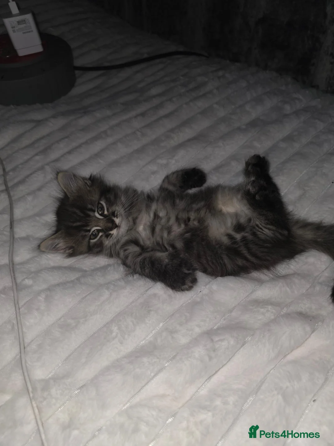 Mixed Breed cats for sale: Kittens for sale  in Castleford - Advert 2