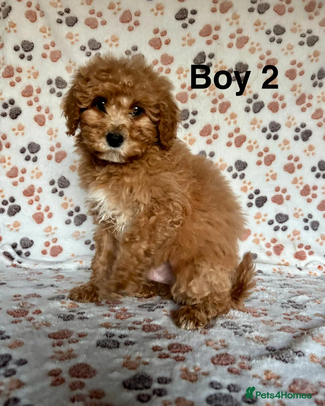 Cavapoo dogs for sale: Beautiful red Cavapoos  in Sheerness - Advert 6