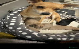 Mixed Breed dogs for sale: Dauchaund x jackrussle puppies  - Image 12