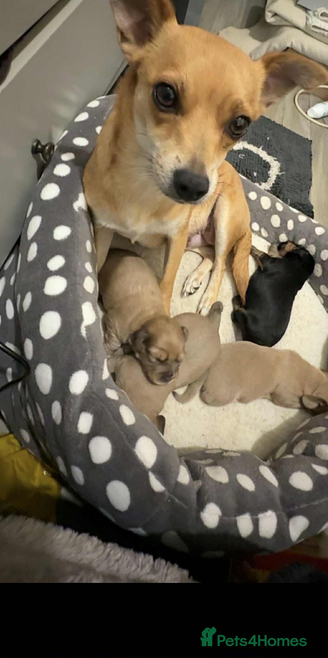 Mixed Breed dogs for sale: Dauchaund x jackrussle puppies  - Image 12
