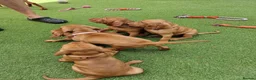 Hungarian Vizsla dogs for sale: Hungarian Vizsla Puppies KC Registered - Advert 23