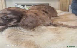 Cocker Spaniel dogs for sale: Cocker Spaniel puppies  - Image 14