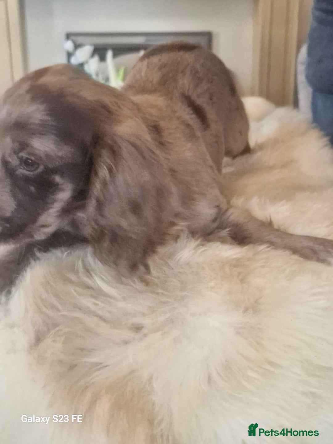 Cocker Spaniel dogs for sale: Cocker Spaniel puppies  - Image 14