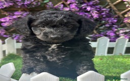 Cockapoo dogs for sale: Gorgeous Toy Cockapoo Girls - Image 7