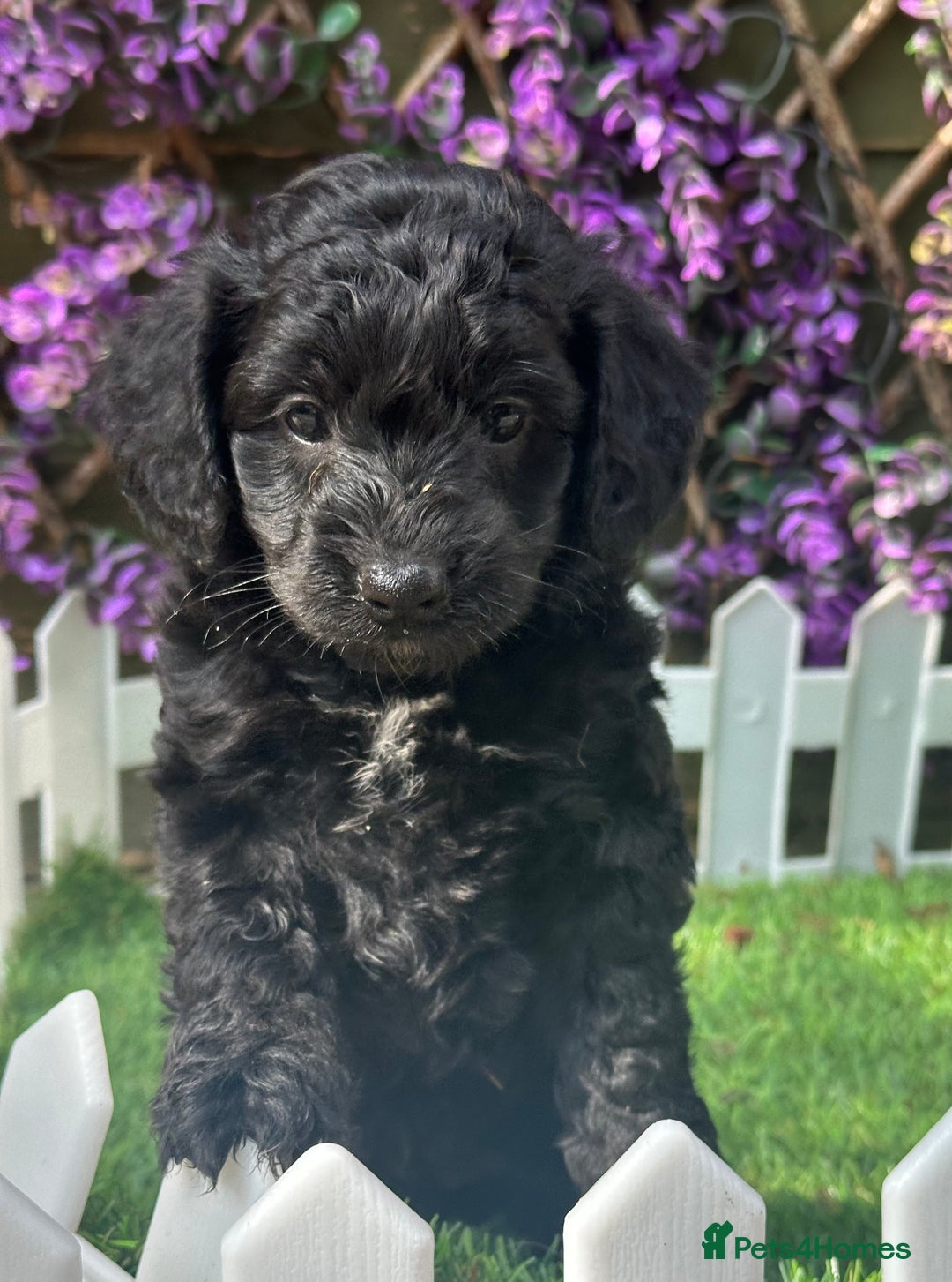 Cockapoo dogs for sale: Gorgeous Toy Cockapoo Girls - Image 7