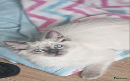 Ragdoll cats for sale: Beautiful Ragdoll Kittens Ready Now - Image 4