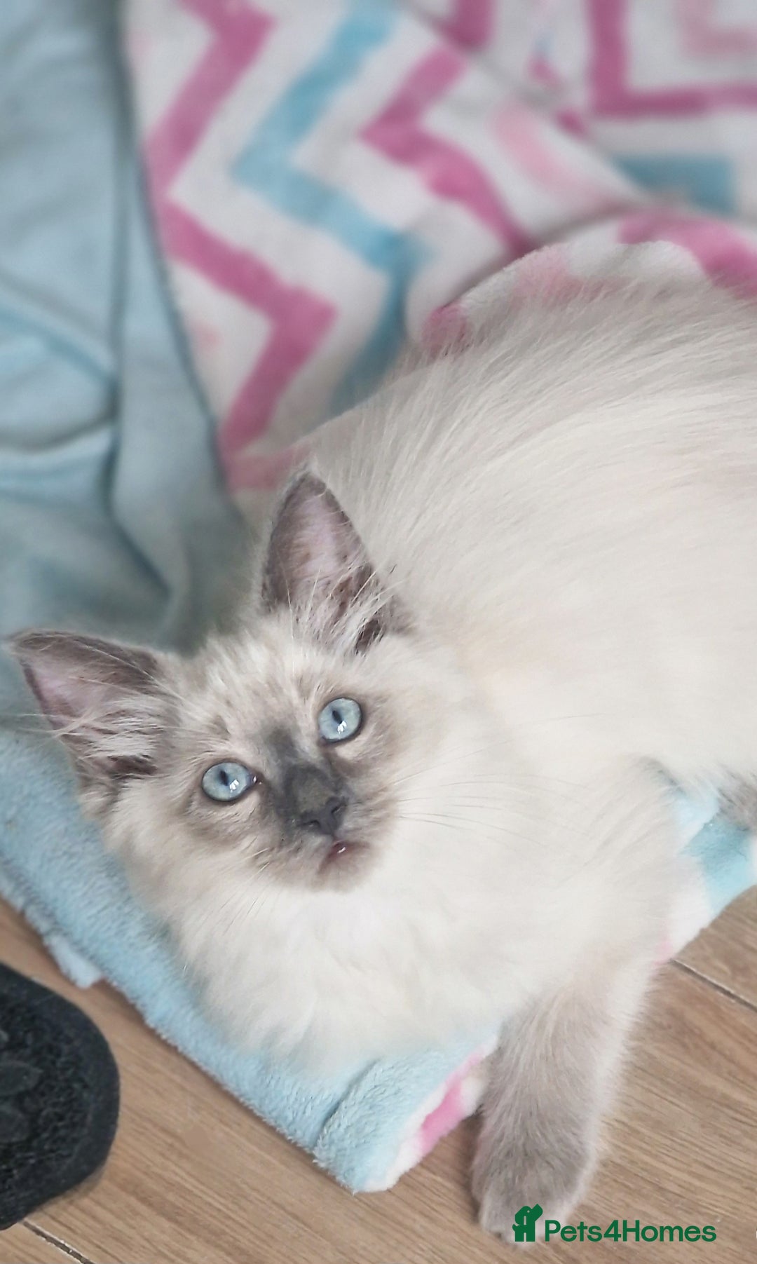 Ragdoll cats for sale: Beautiful Ragdoll Kittens Ready Now - Image 4