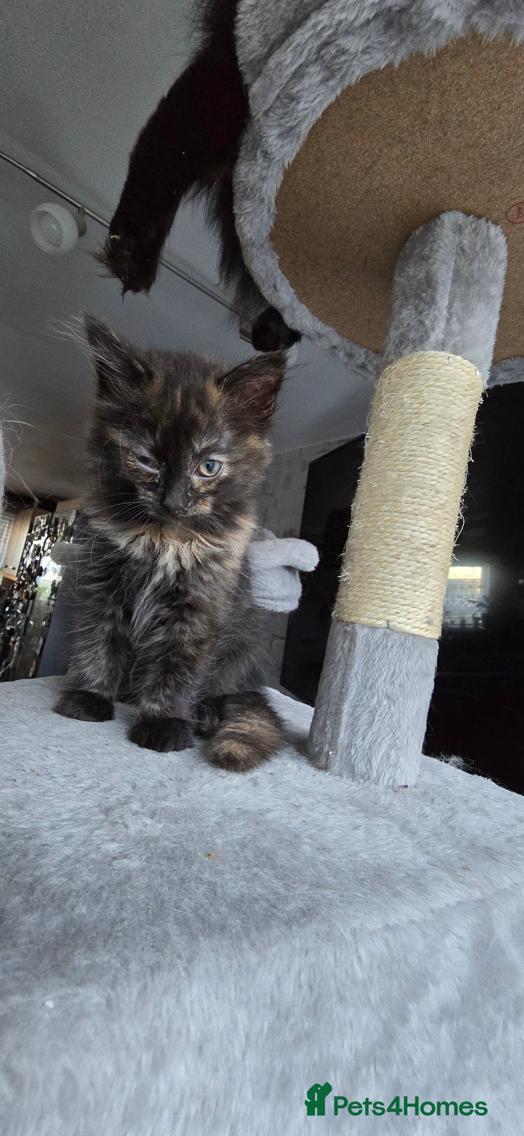 Scottish Fold cats for sale: Scottish fold kittens with straight ears - Advert 16