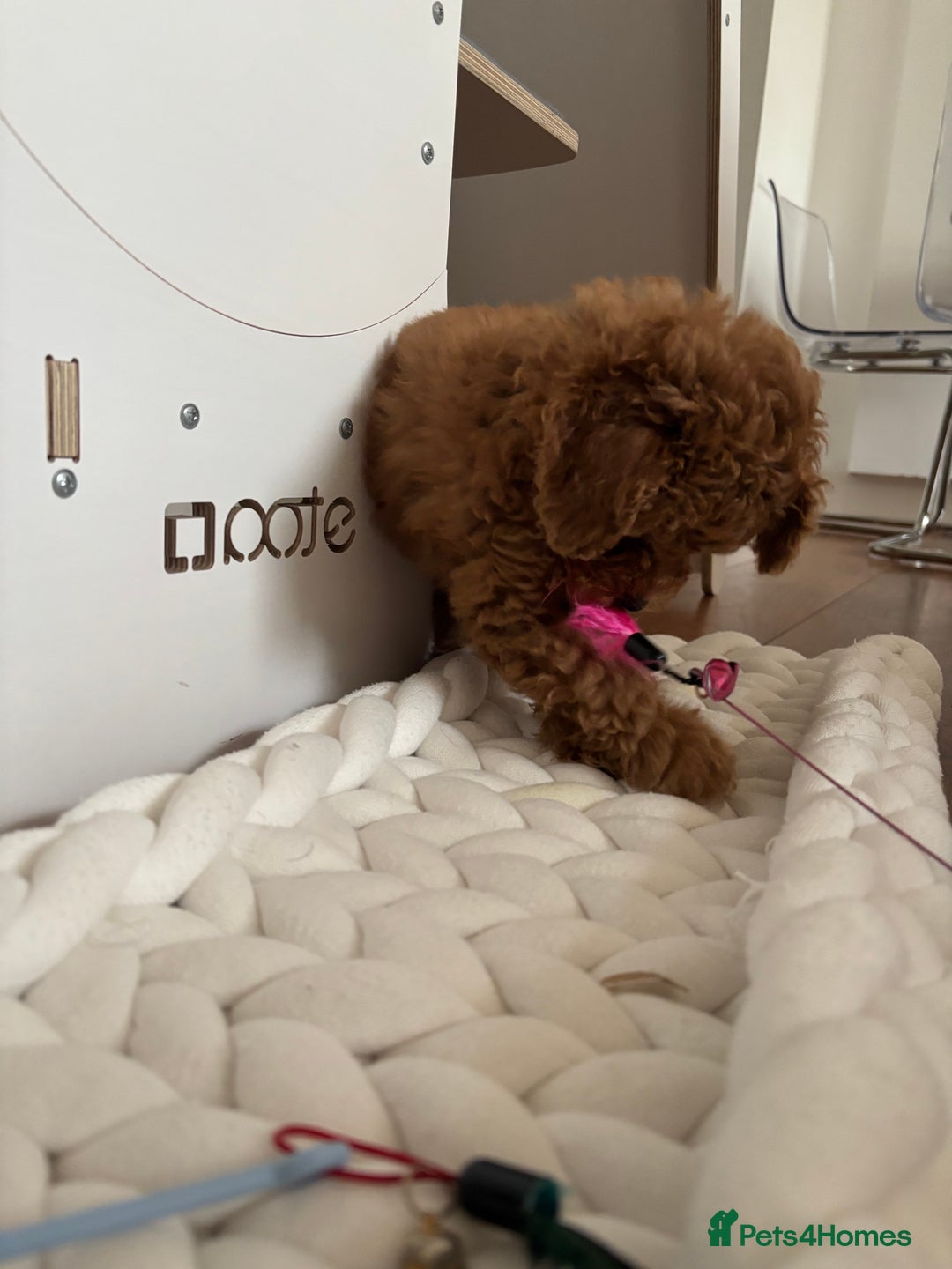 Toy Poodle dogs for sale:  Toy Poodle Puppy Looking for a Loving Home - Image 5