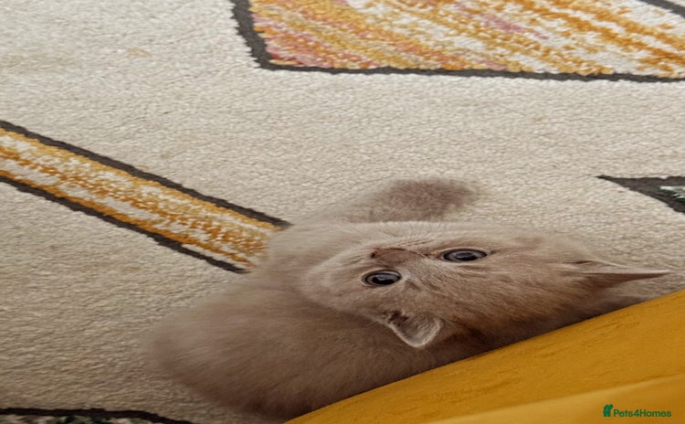 British Shorthair cats - Advert 12