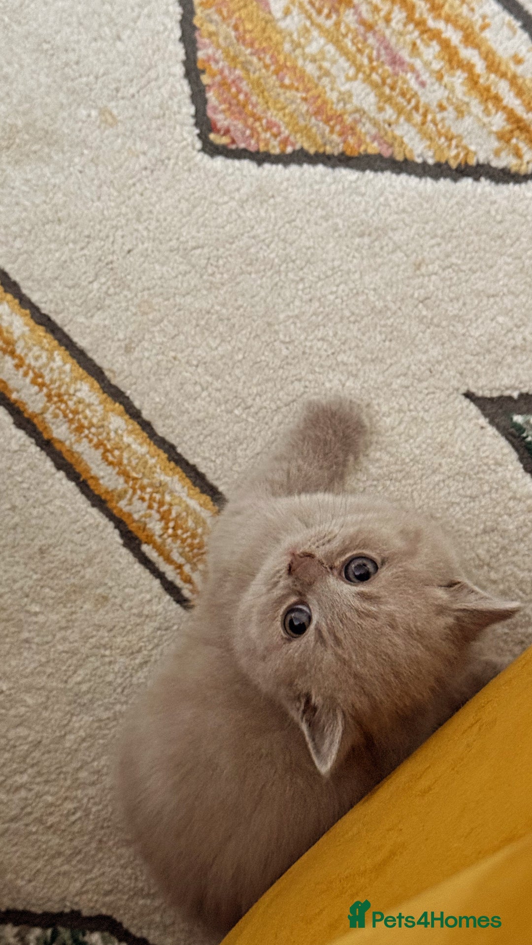British Shorthair cats for sale: Gorgeous Kittens Ready to Find Their Forever Homes - Image 1