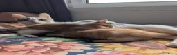 Mixed Breed cats for sale: Gorgeous Kittens Looking for Their Forever Homes in West Calder - Advert 25