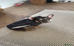 French Bulldog dogs for sale: 3 year old female French bulldog - Image 4