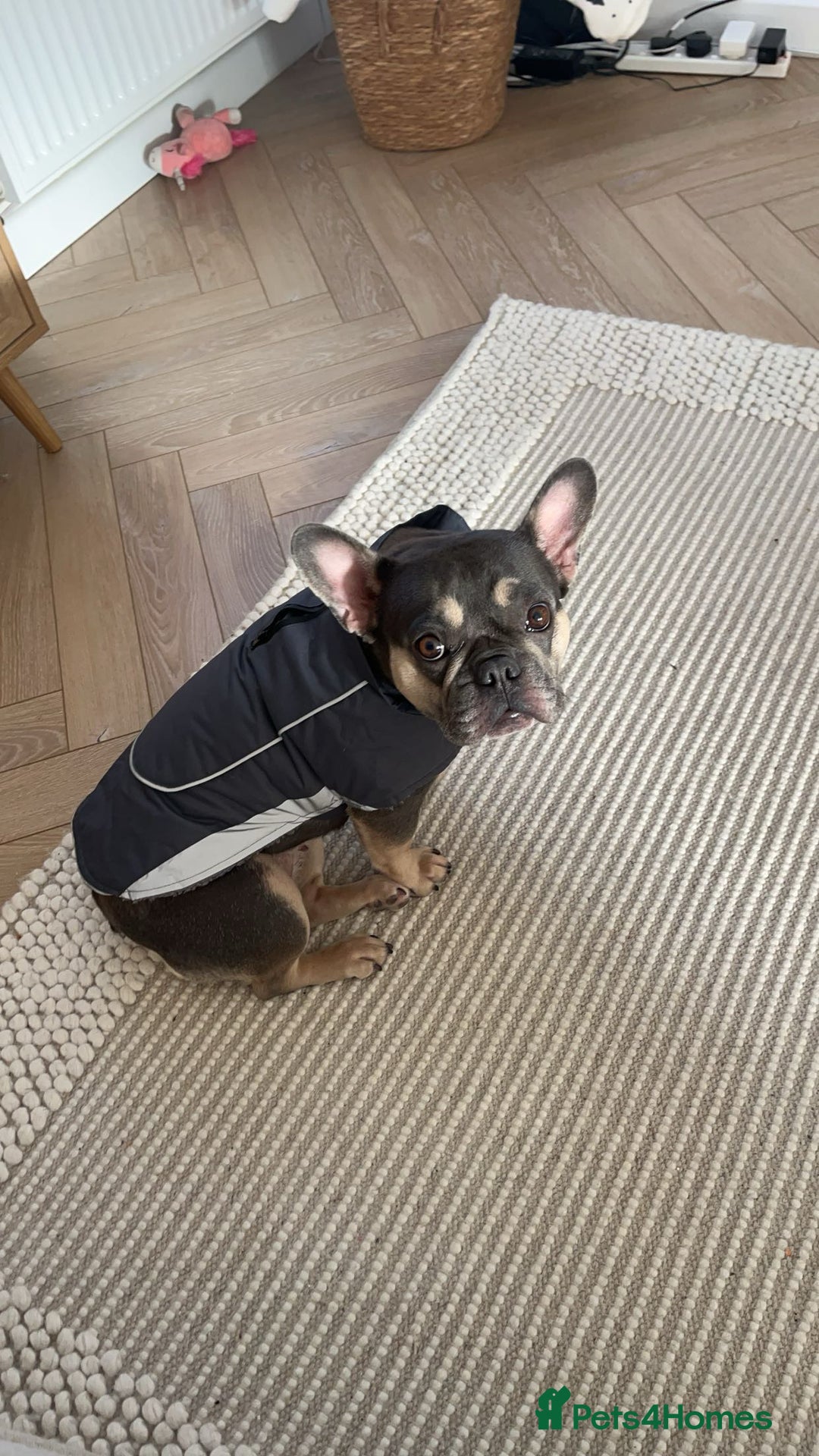 French Bulldog dogs for sale: 3 year old female French bulldog - Image 4