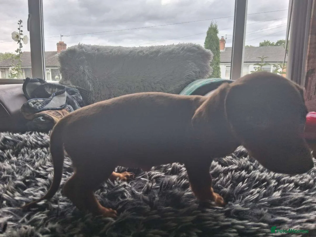 Dachshund dogs for sale: Miniature dachshund - Advert 2