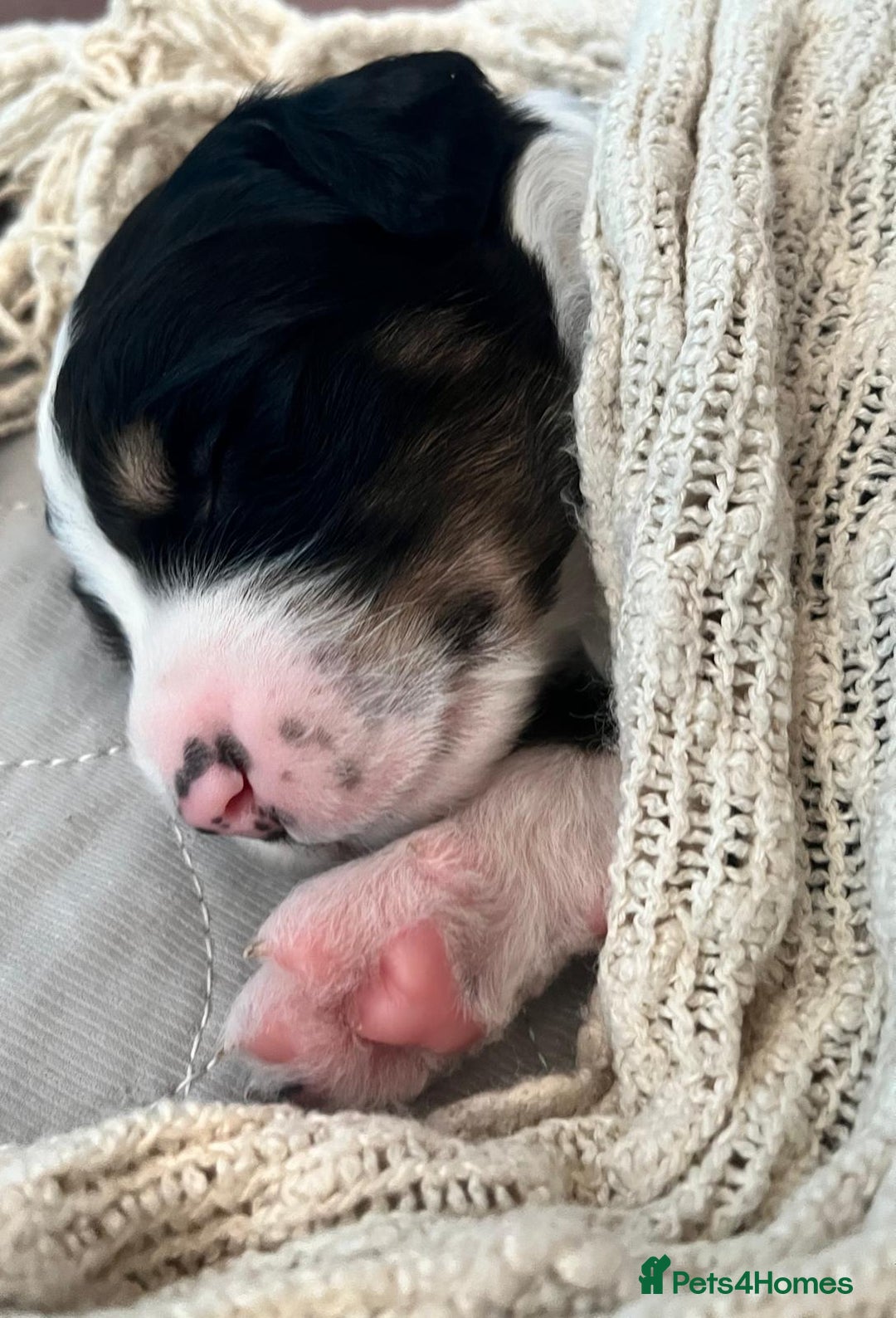 Bernedoodle dogs for sale: Exceptional F1 Bernedoodle Puppies - Advert 6