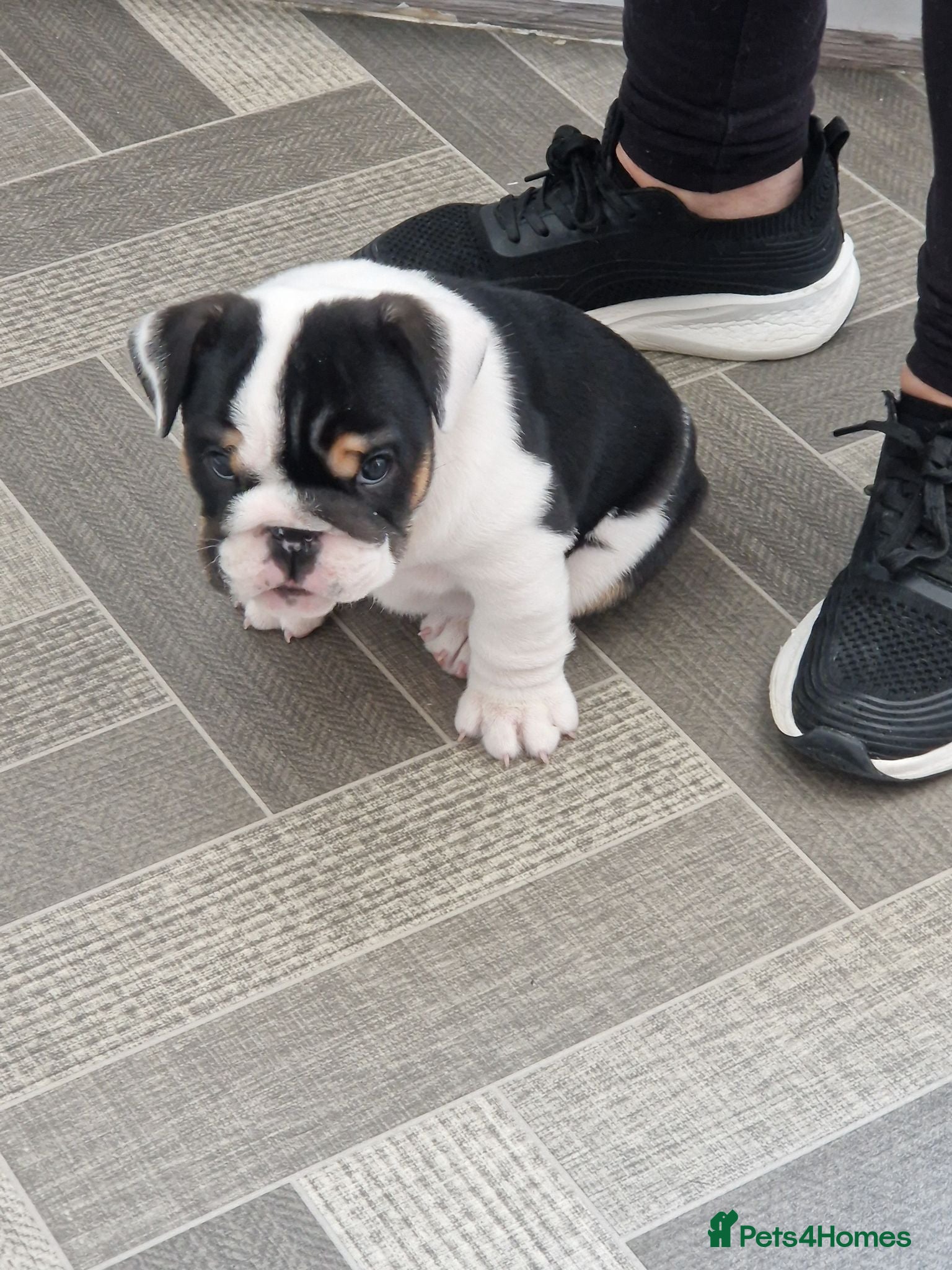English Bulldog dogs for sale Bulldog puppy. - Advert 1