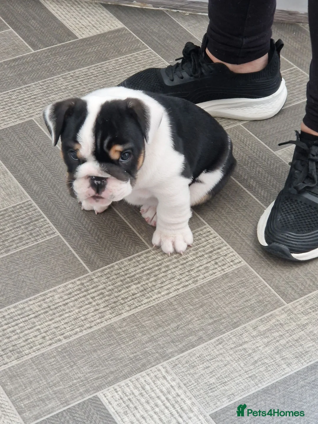 English Bulldog dogs for sale: for sale Bulldog puppy. - Advert 1