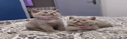 British Shorthair cats for sale:  *READY TO GO* beautiful British shorthair/ long - Advert 6