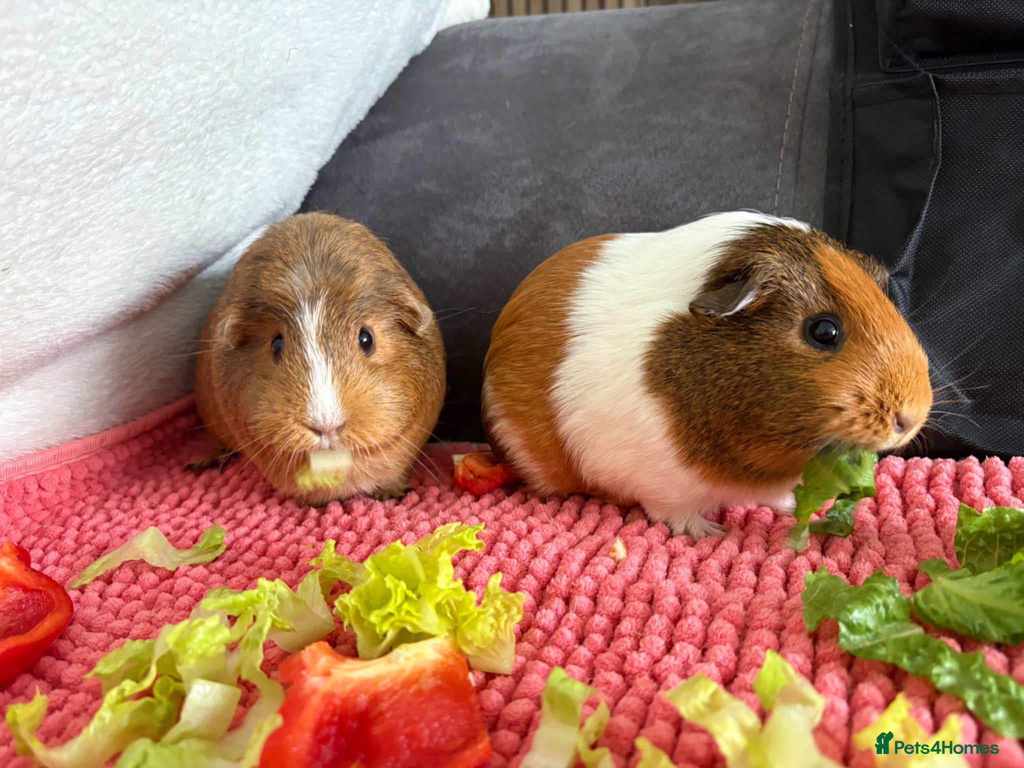 Guinea Pig rodents 2x female Guinea Pigs  - Advert 1