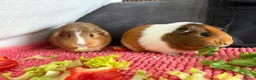 Guinea Pig rodents for sale: 2x female Guinea Pigs  in Hartlepool - Advert 1