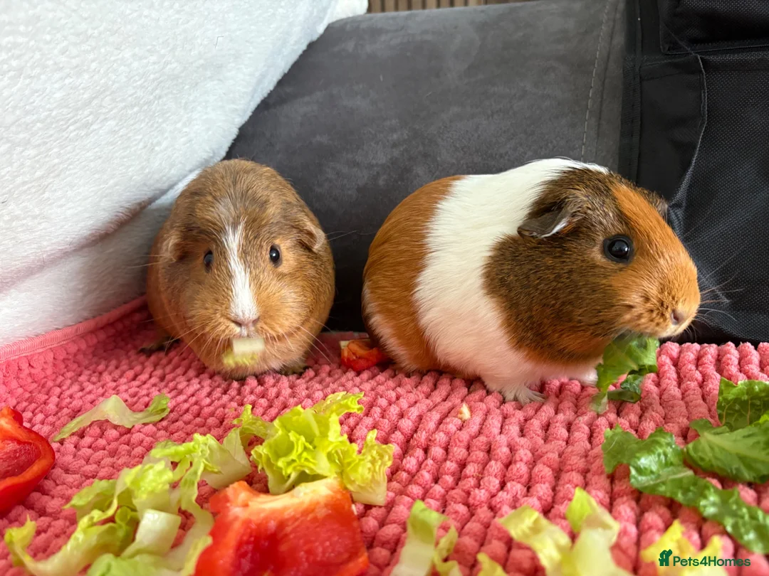 Guinea Pig rodents for sale: 2x female Guinea Pigs  in Hartlepool - Advert 1