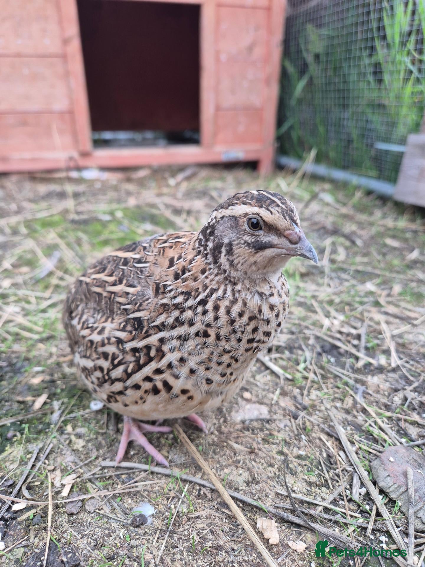 Quail poultry Mixed variety Coturnix Quail - Advert 1