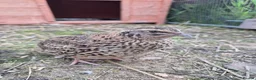 Quail poultry for sale: Mixed variety Coturnix Quail - Advert 1