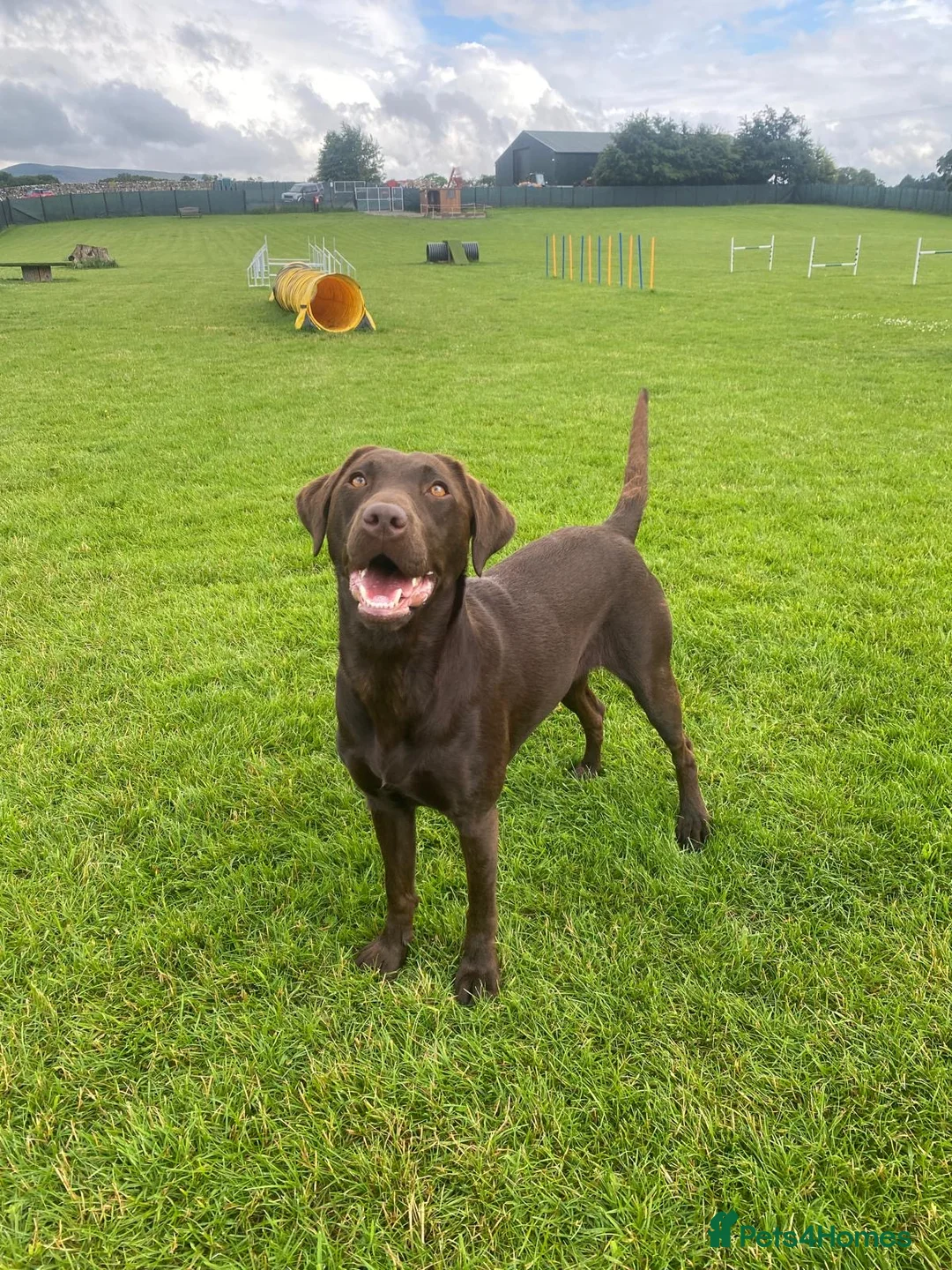 Labrador Retriever dogs for sale: Extensively Health Tested Chocolates  - Advert 13